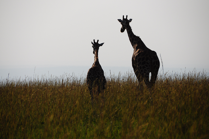 298 - Giraffes Murchison National Park DSC_0182